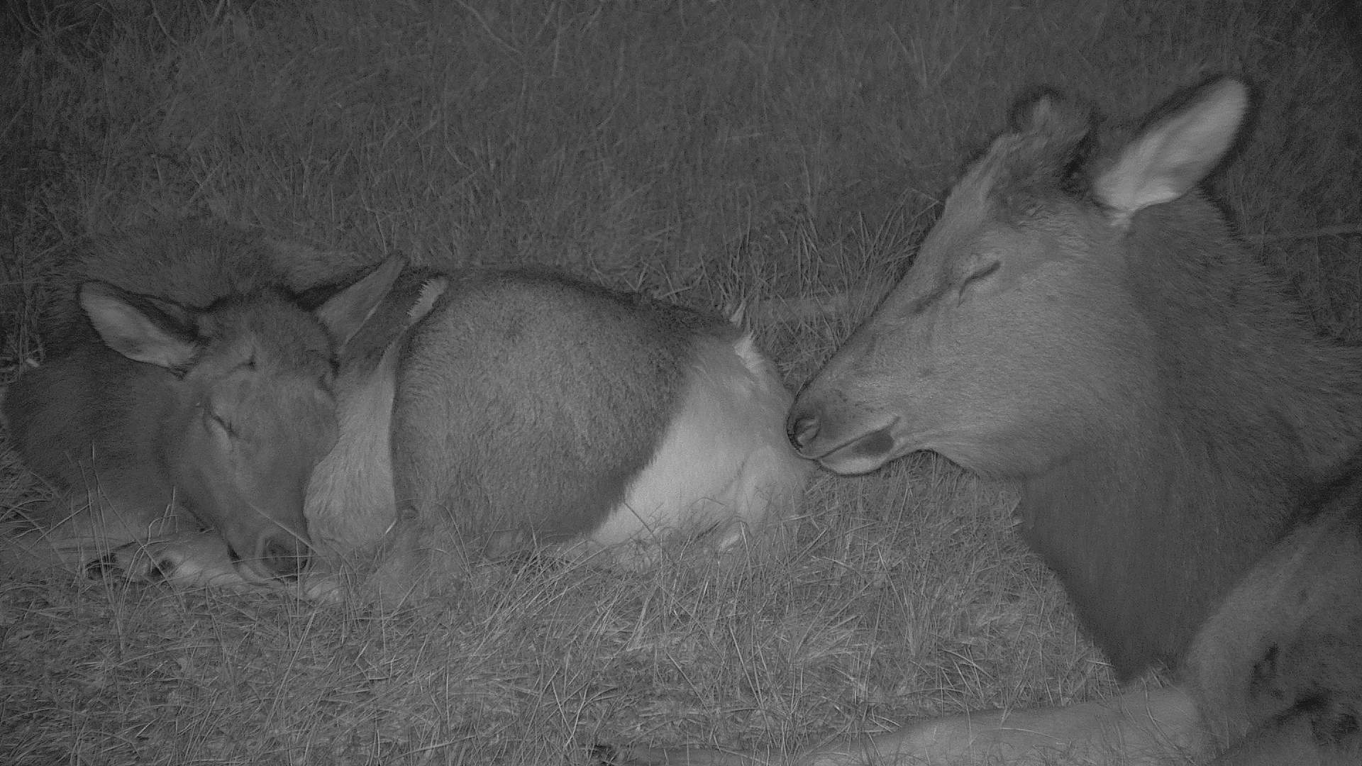 deer detectection with PTZ camera